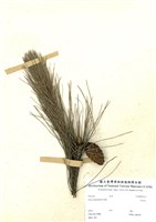 藏品(馬尾松)的圖片